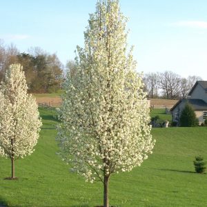 1f6c6fa6f7389dd177cf6174fc849d4353ad783313585 1260x1260.jpg