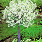 23011 LollipopCrabStd.jpg