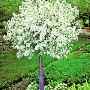 23011 LollipopCrabStd.jpg