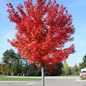 Autumn Blaze Maple Trees6.jpg
