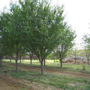 Green Vase Zelkova Greenline.jpeg