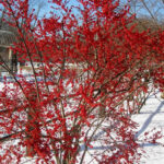 Holly Winter Red 2.jpg