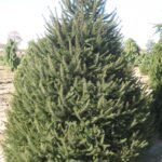 Picea abies Norway Spruce 22.jpg