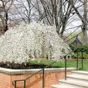 Snow Fountains Weeping Cherry In Bloom.jpg