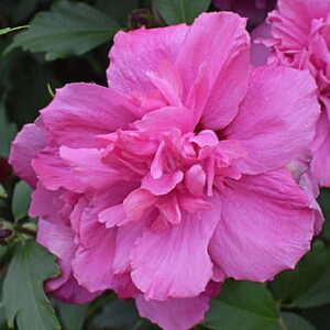 althea double pink 2.jpg