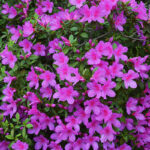azalea purple.jpg