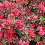 azalea red 3.jpg