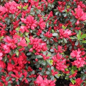 azalea red 3.jpg