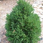 boxwood pyramidal green mountain e1499695887955.jpg