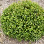 boxwood wintergem 2.jpg