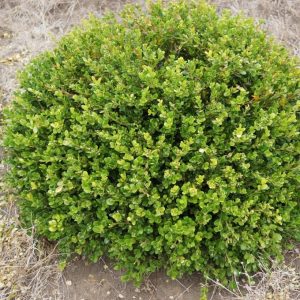boxwood wintergem 2.jpg