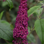 butterfly bush cran razz.jpg