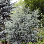 cedar blue atlas e1499780139303.jpg