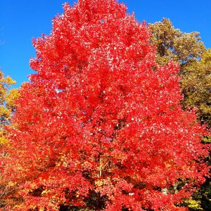 celebration maple.jpg