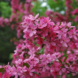 clump prairiefire crab.jpg