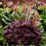 coralbells palace purple.jpg