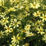 coreopsis moonbeam.jpg