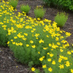 coreopsis zagreb.jpg