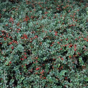 cotoneaster cranberry 1 1.jpg