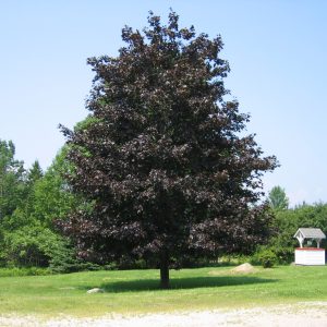 crimson king maple.jpg