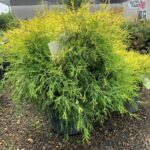 cypress kings gold e1627411179354.jpg