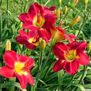 daylily passion for red.jpg