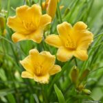 daylily stella doro.jpg