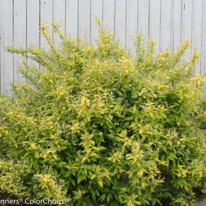 deutzia chardonnay pearls 2.jpg