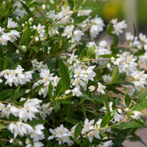 deutzia yuki snowflake.jpg