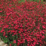 dianthus brilliant.jpg