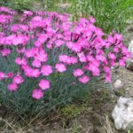 dianthus firewitch 4 e1499687870940.jpg