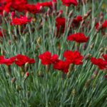dianthus frosty fire 1.jpg