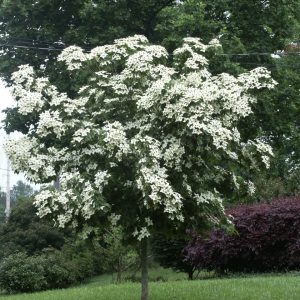 dogwood kousa.jpg
