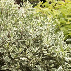 dogwood variegated.jpg