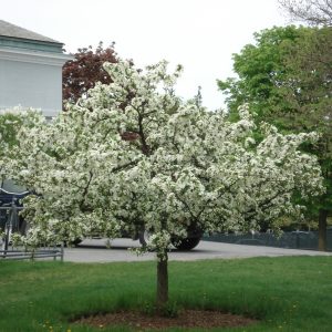 dwarf sargent crab scaled 1.jpg