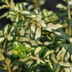 euonymus blondy.jpg