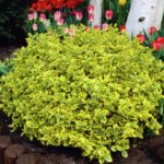 euonymus emerald n gold e1499697776198.jpg