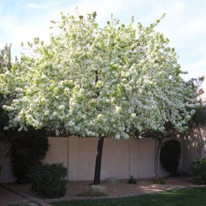 flowering pear aristocrat.jpg