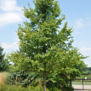 frontier elm.jpg