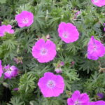 geranium new hampshire.jpg
