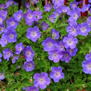 geranium rozanne.jpg