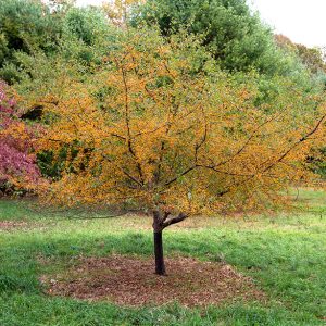 golden rain crab 3.jpg