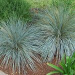 Blue Oat Grass (Helictotrichon sempervirens) growing under the Ceanothus tree.