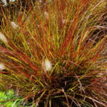 grass burgundy bunny.jpg