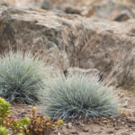 grass elijah blue fescue.jpg