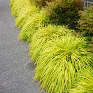grass golden var. japanese forest e1499783253904.jpg