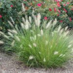 grass little bunny.jpg