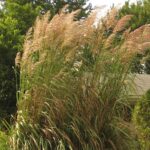 grass plume e1499783625458.jpg