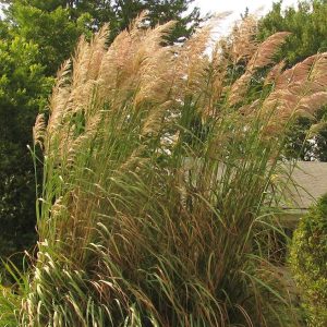 grass plume e1499783625458.jpg