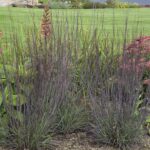 grass smoke signal 2 e1499782207527.jpg